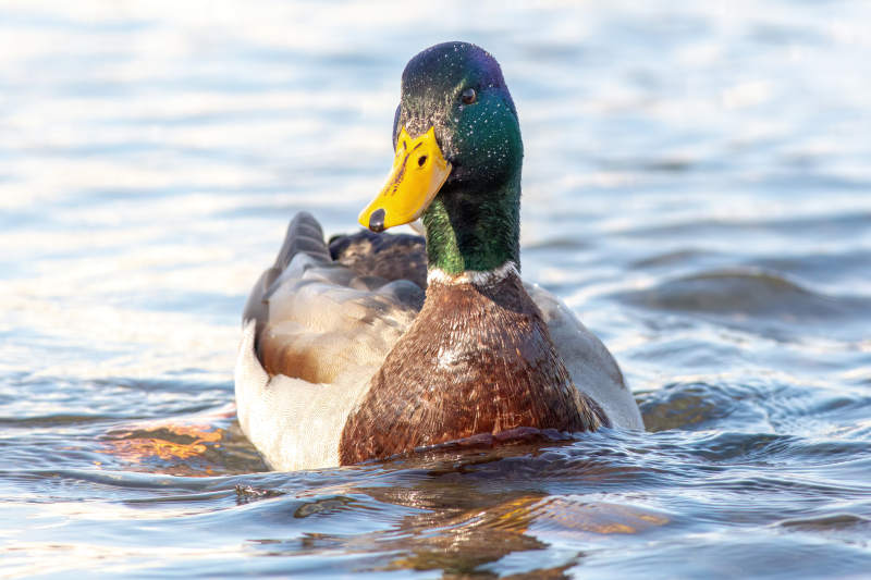 水中游弋的绿头鸭图片