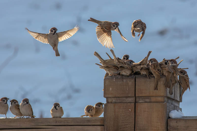 群鸟栖息 展翅飞翔图片