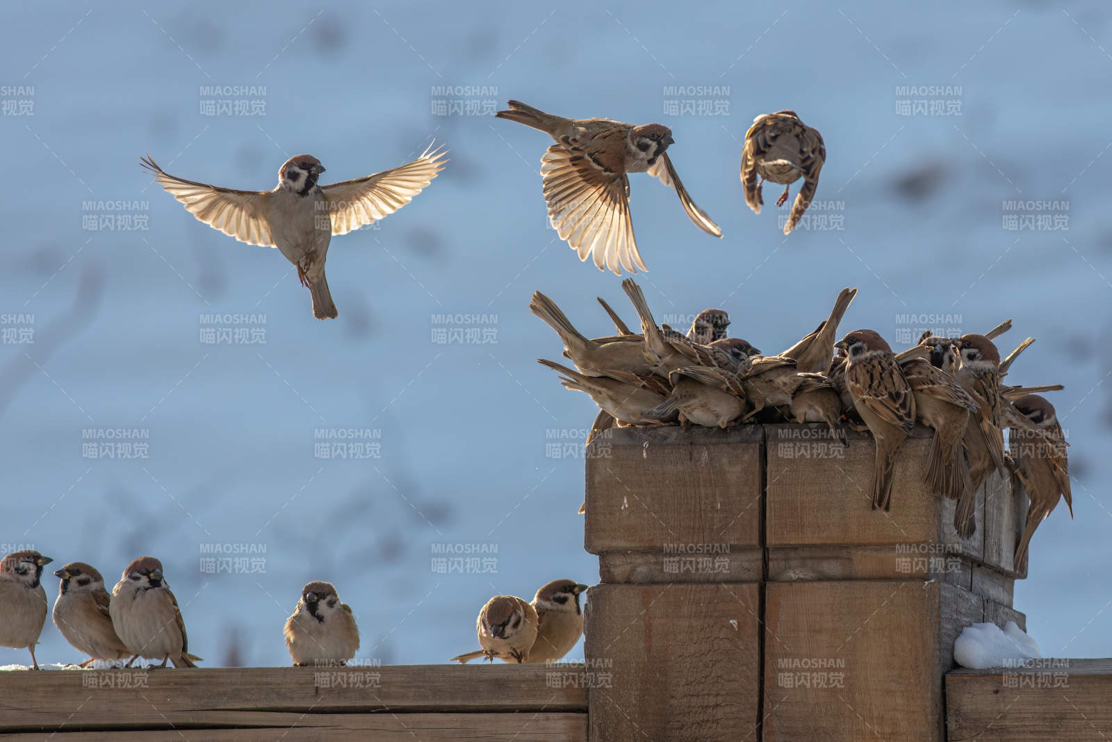 群鸟栖息 展翅飞翔图片