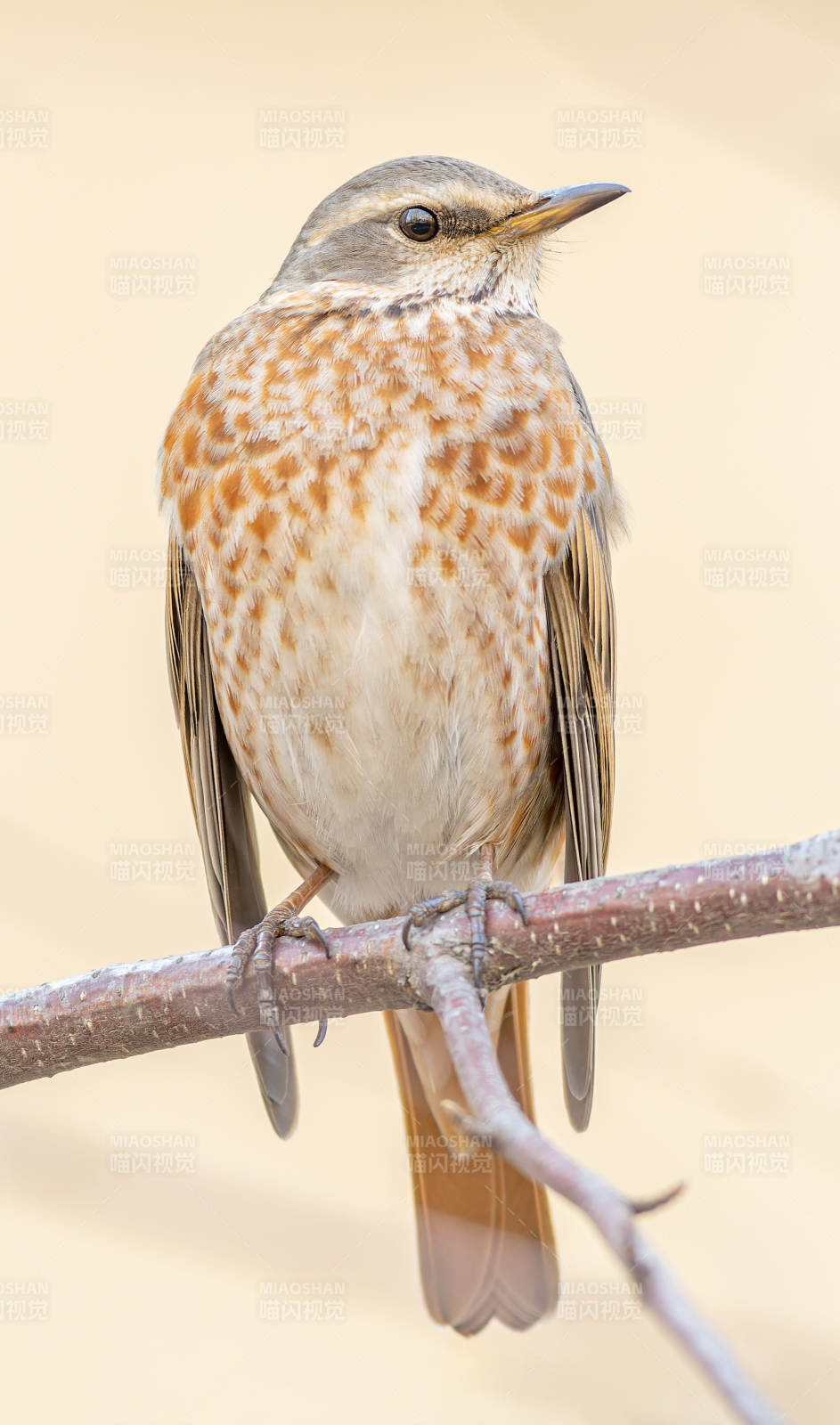 红尾鸫栖息枝头图片