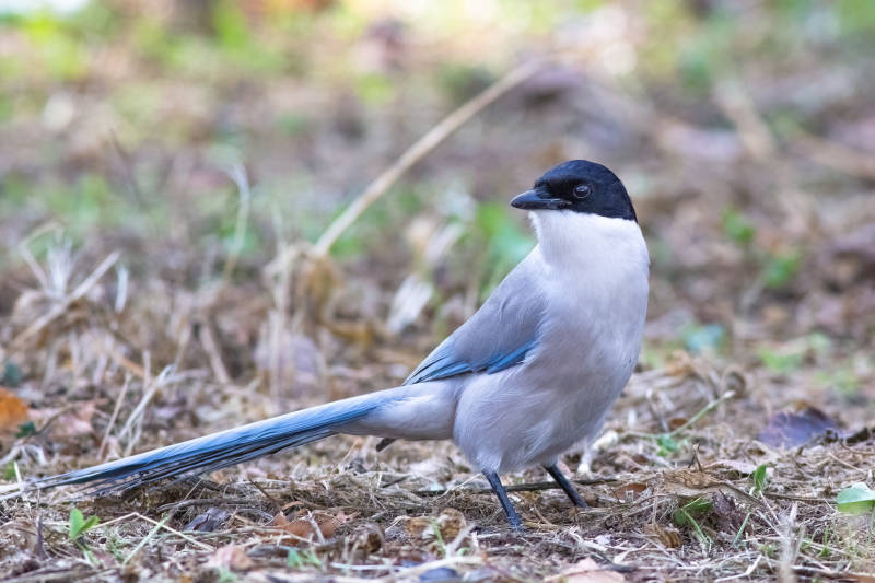 灰喜鹊在林间地上觅食图片