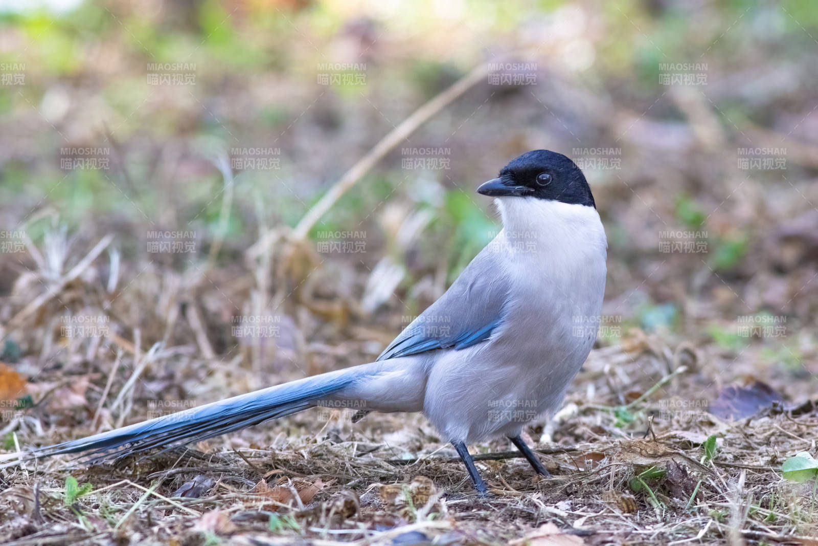 灰喜鹊在林间地上觅食图片