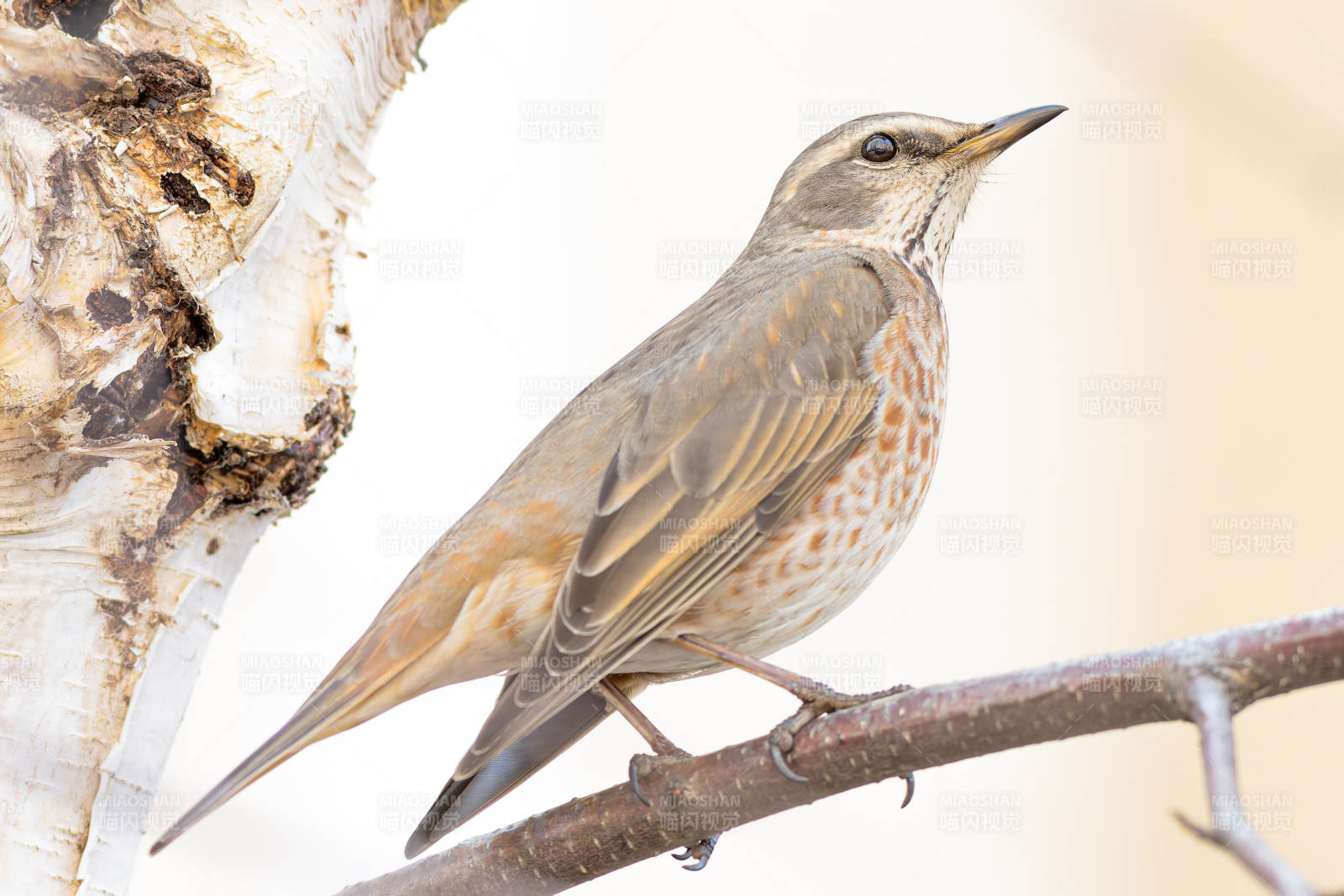 红尾鸫栖息树枝上图片