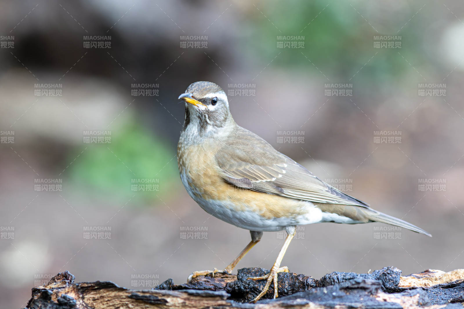 白眉鸫栖息于树干上图片