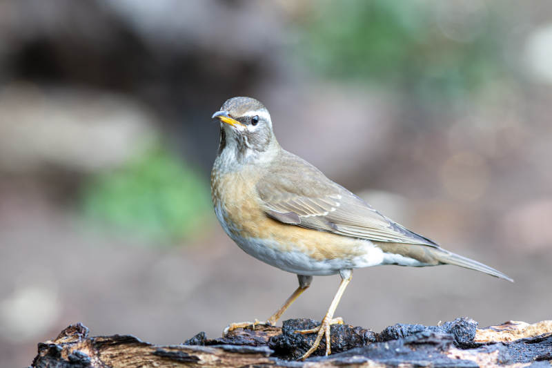 白眉鸫栖息于树干上图片
