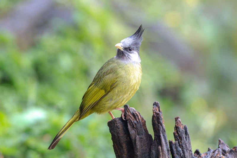 凤头雀嘴鹎图片