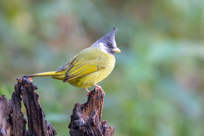 凤头雀嘴鹎图片