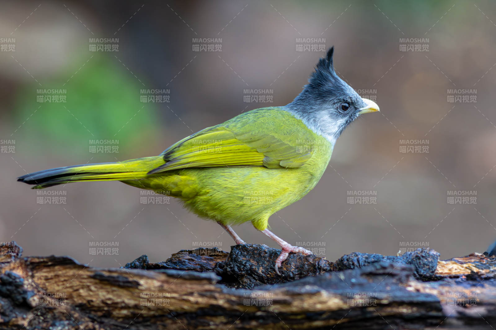 凤头雀嘴鹎图片