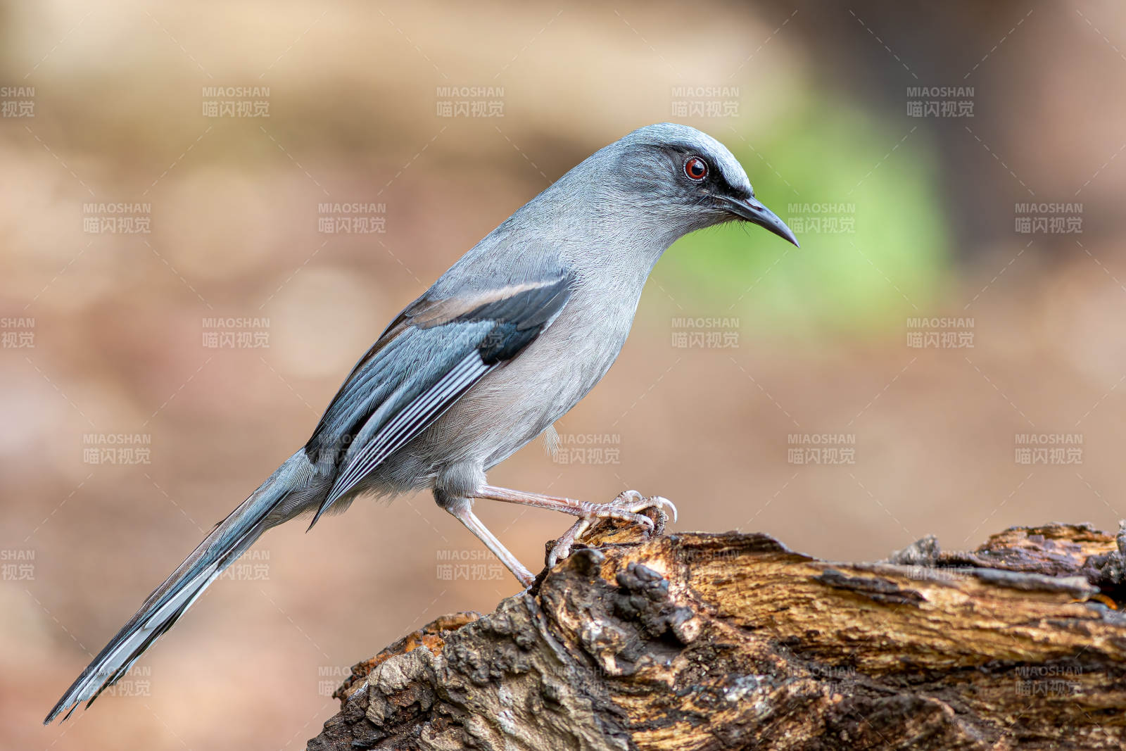 云南保山百花岭，丽色奇鹛栖息树干上图片