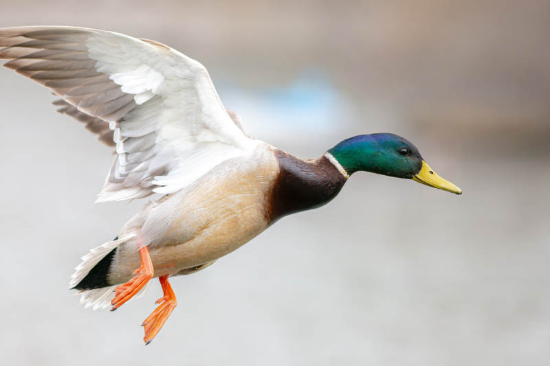 飞翔的绿头鸭图片