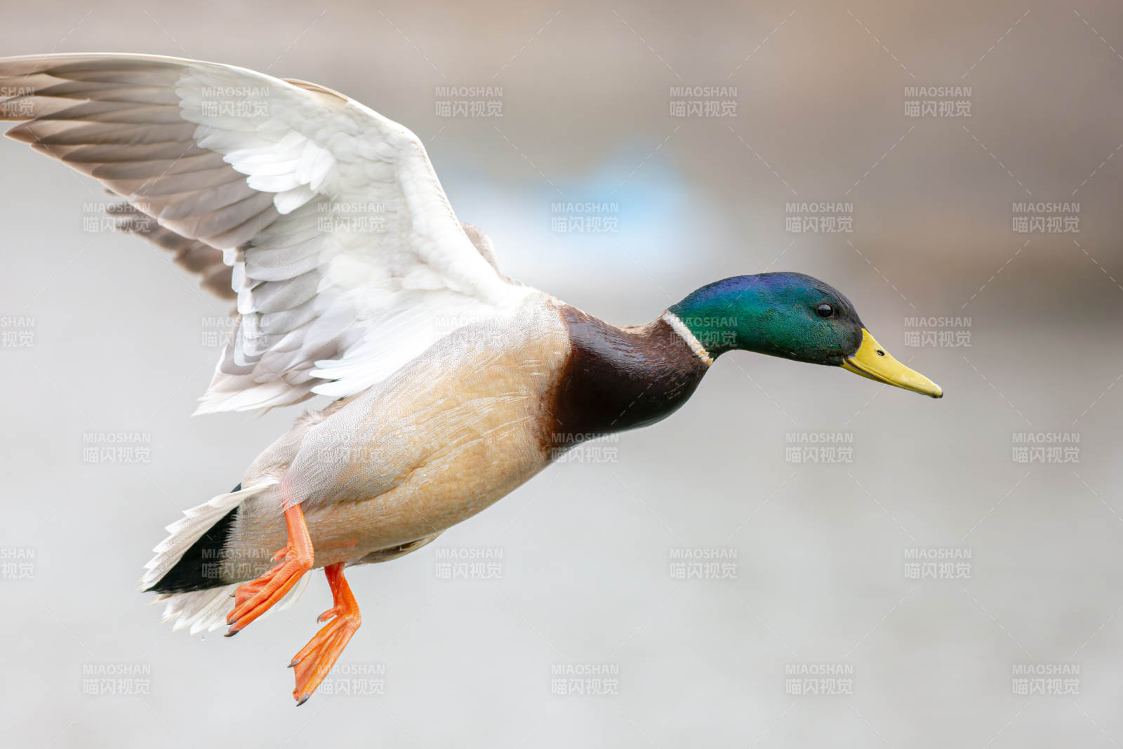 飞翔的绿头鸭图片