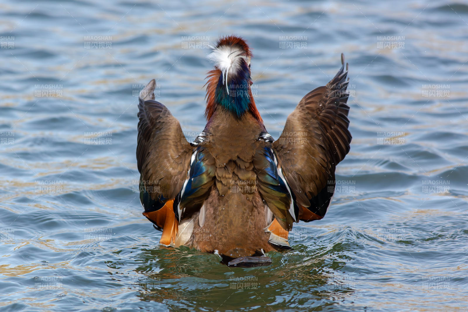 鸳鸯展翅水面飞翔图片