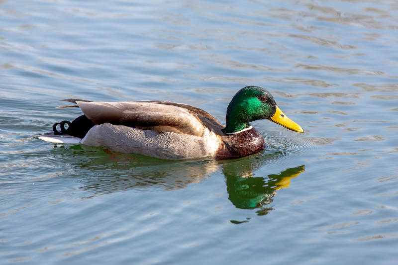 湖面上的绿头鸭图片