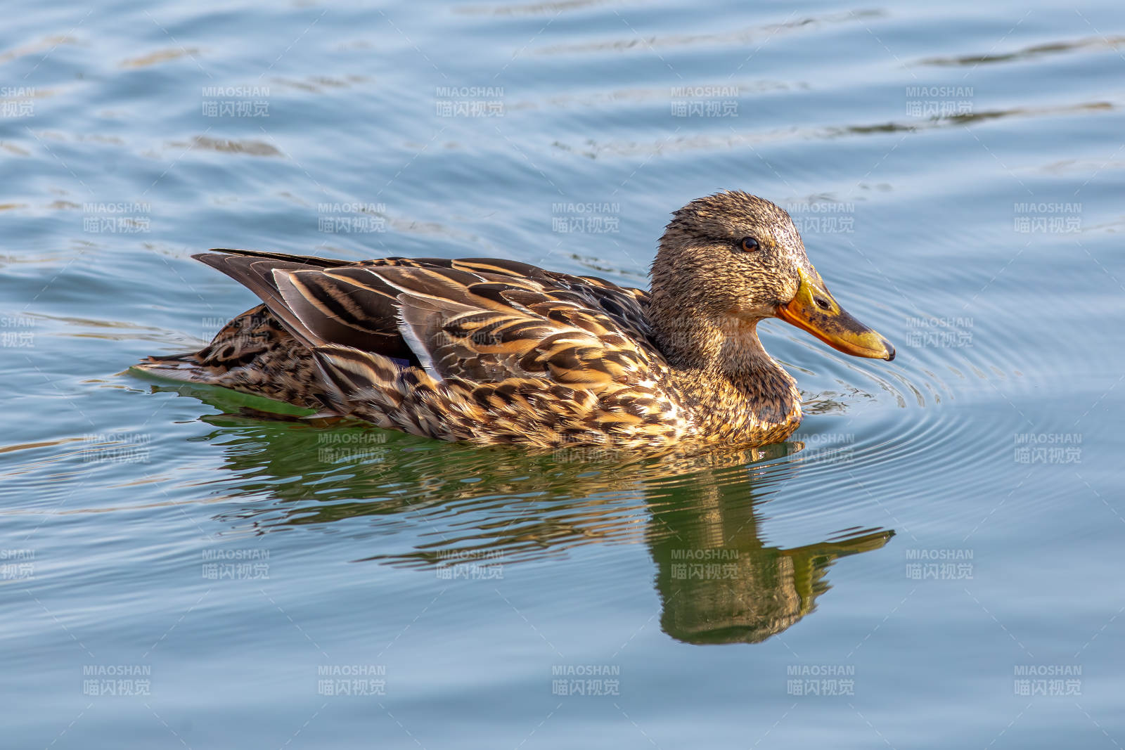 湖面上的鸭子图片