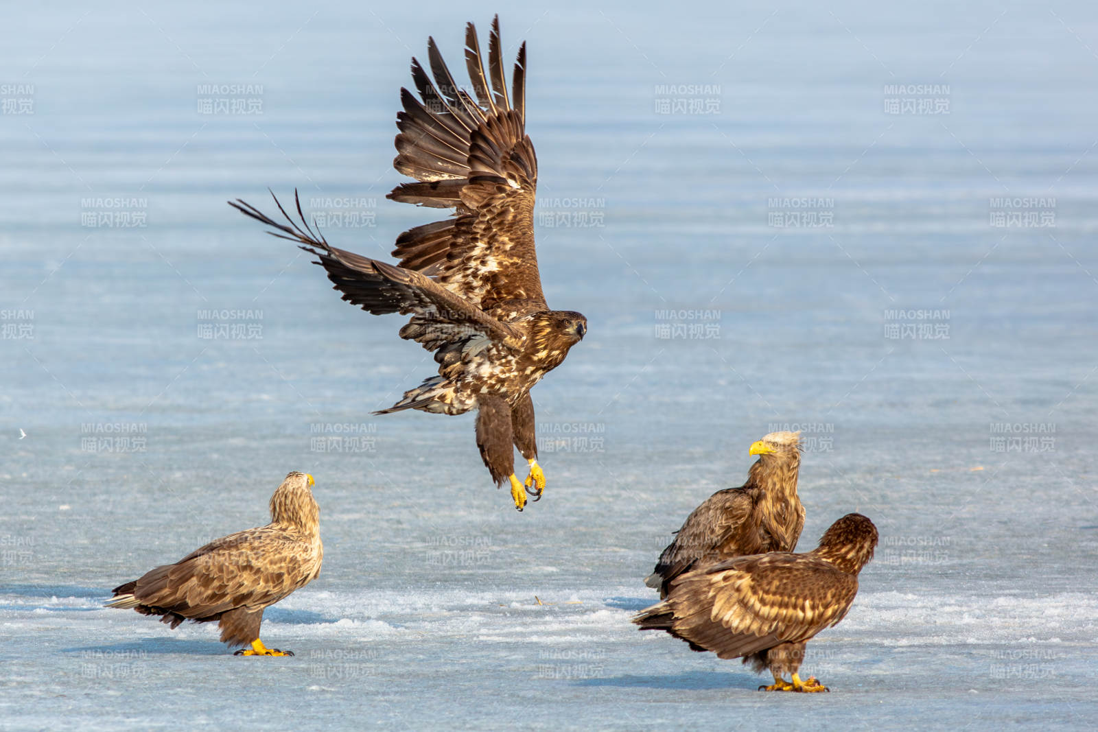 冰面上的鹰群互动瞬间图片