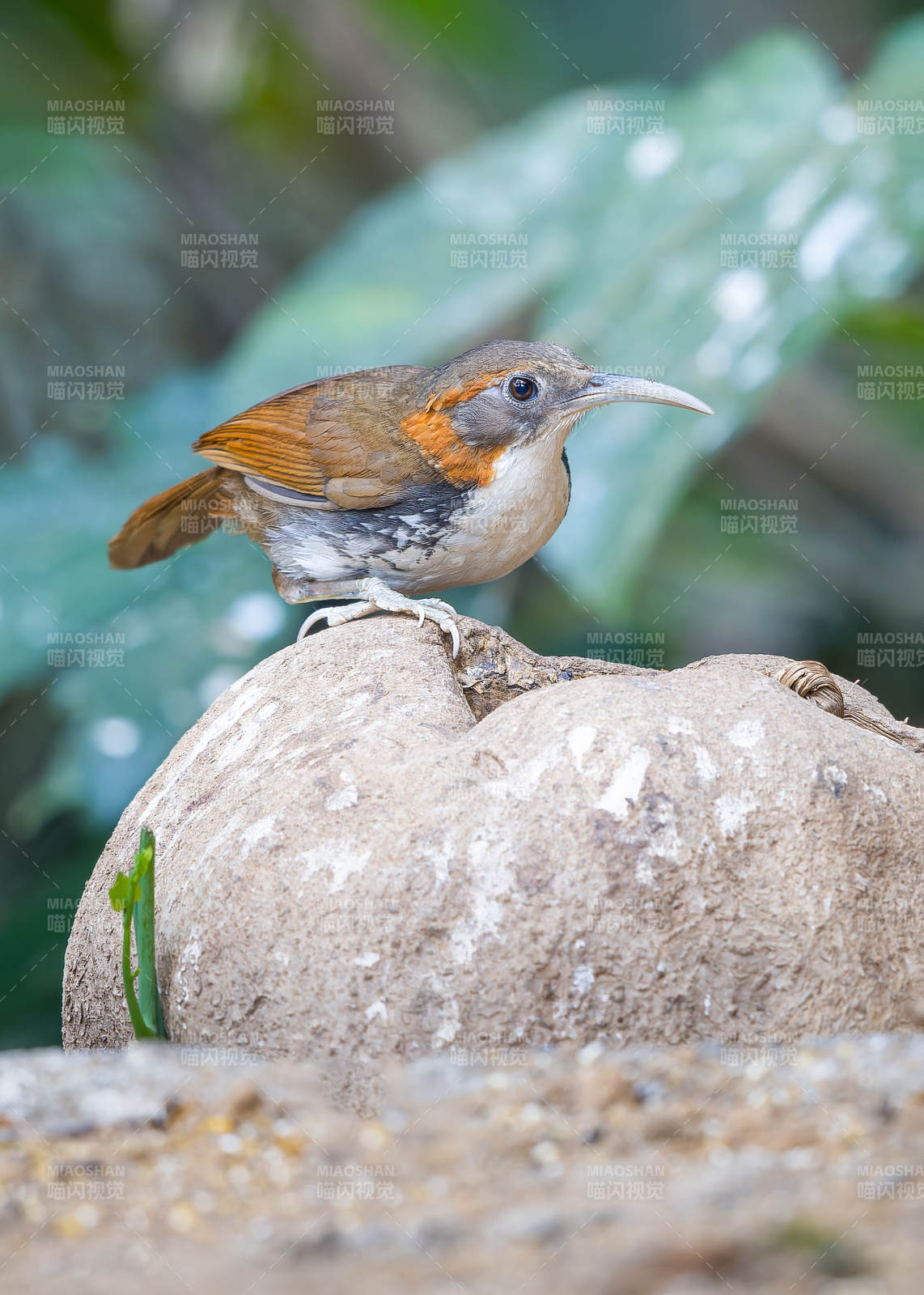 鸟儿栖息于岩石之上图片