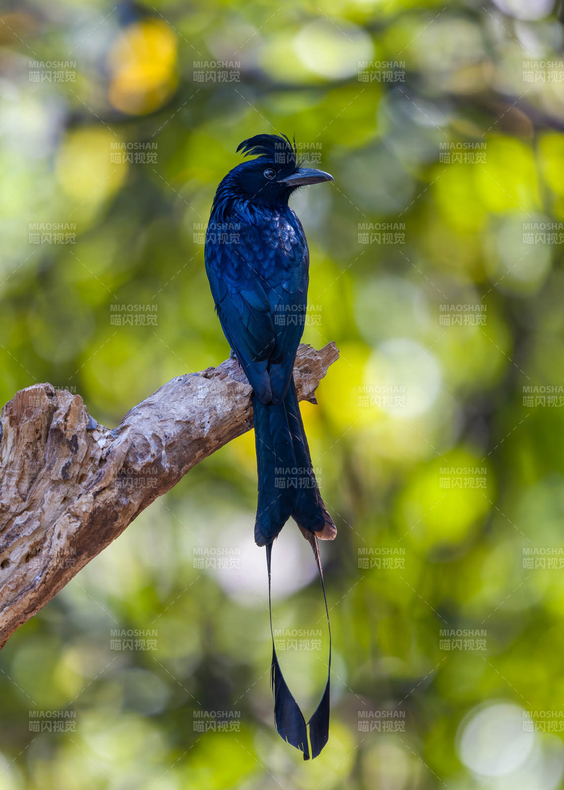 黑羽长尾鸟栖枝头 大盘尾 百花岭图片