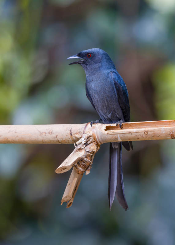 黑卷尾栖息于竹枝上 灰卷尾 百花岭图片