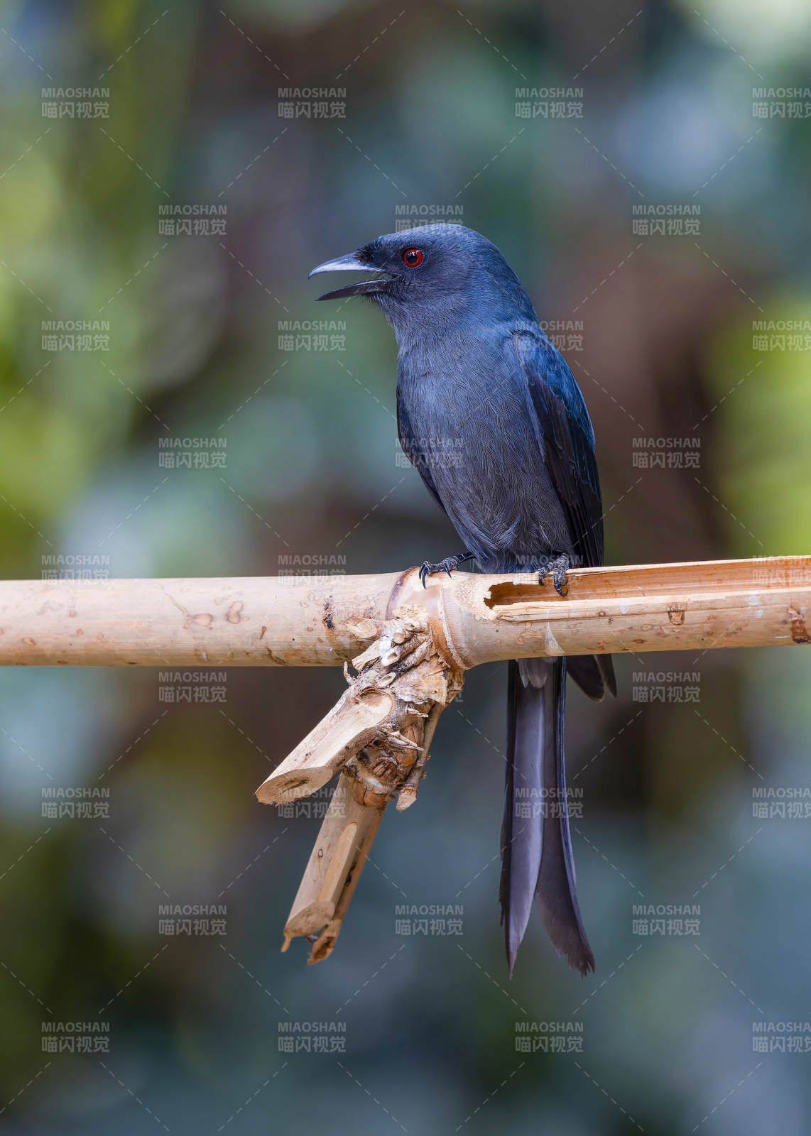 黑卷尾栖息于竹枝上 灰卷尾 百花岭图片