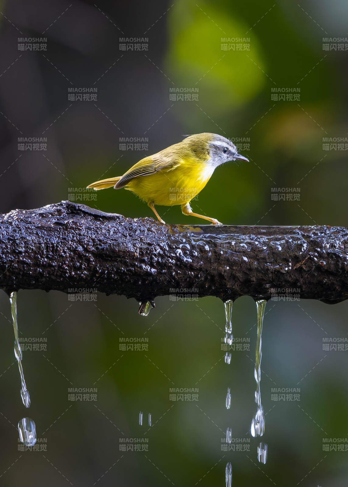 雨后枝头黄腹鹟莺图片