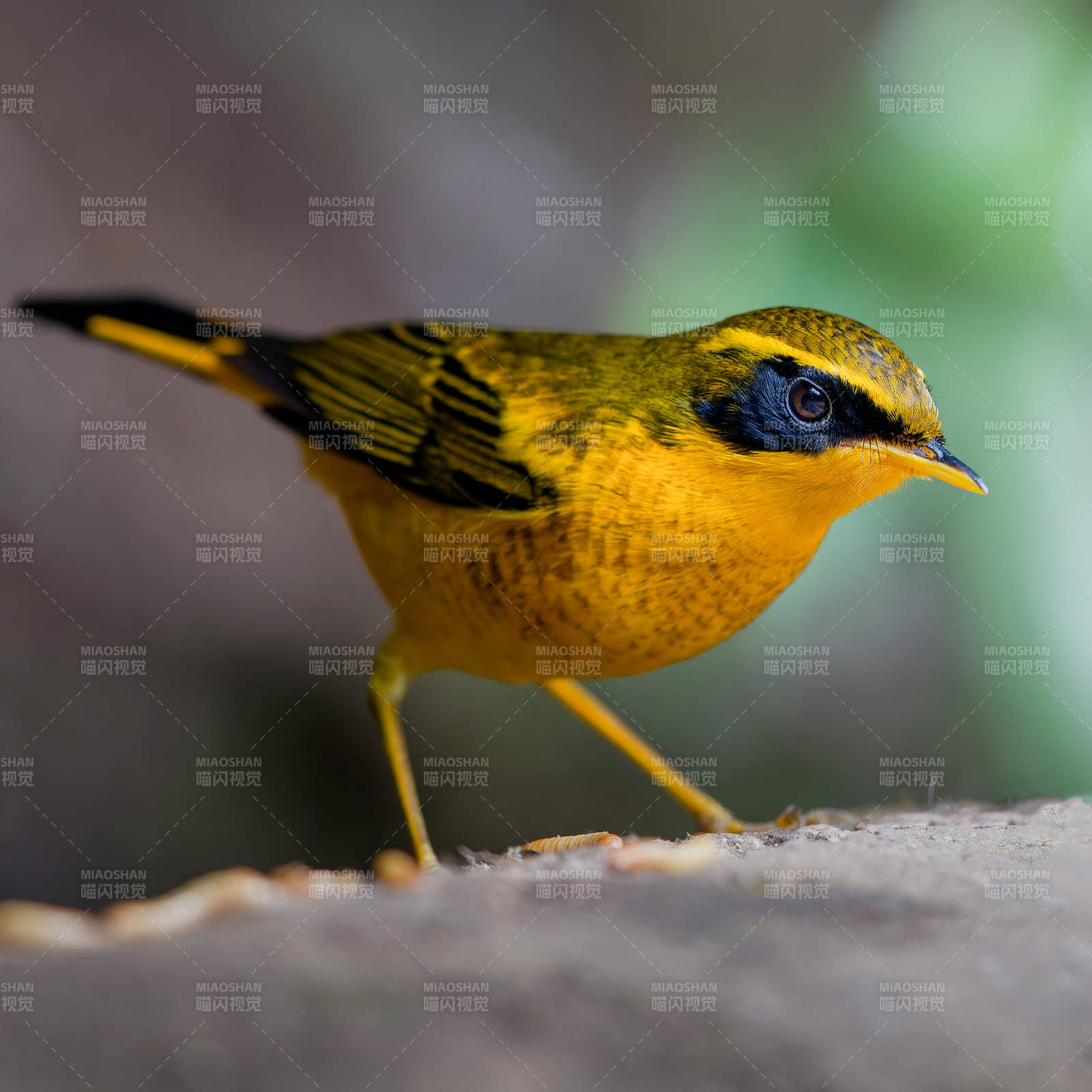 金色林鸲的优雅姿态图片