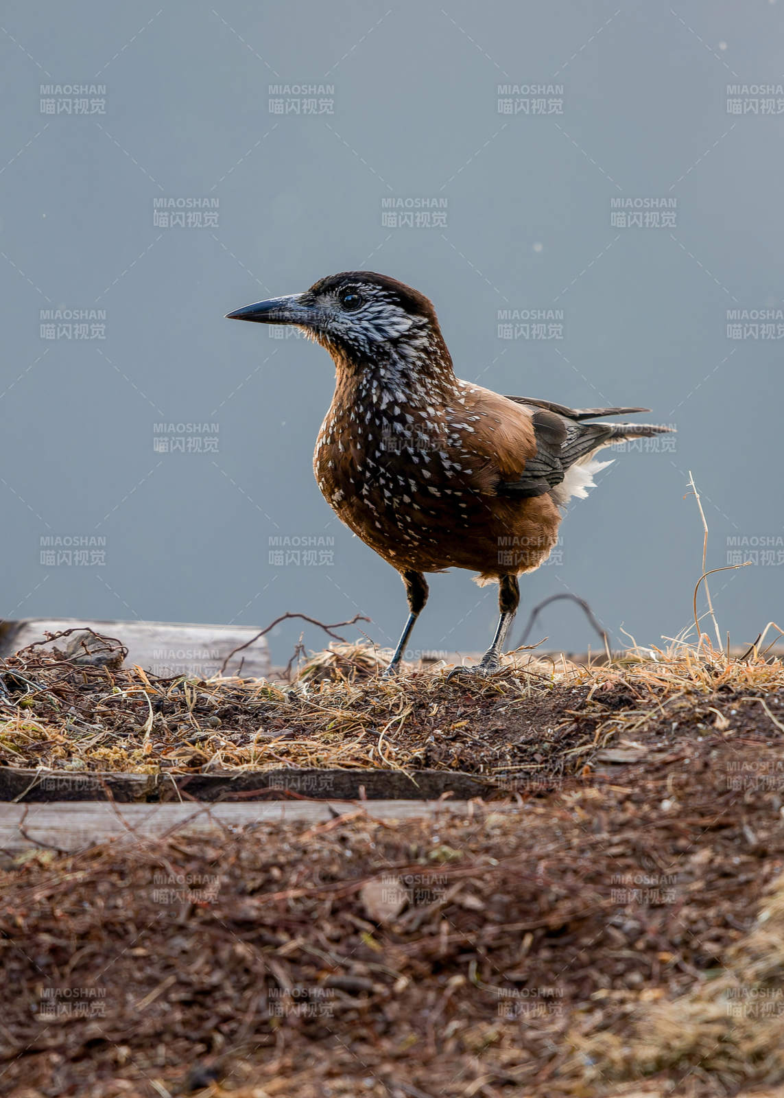 斑点鸟站立在枯枝上 星鸦 老君山图片