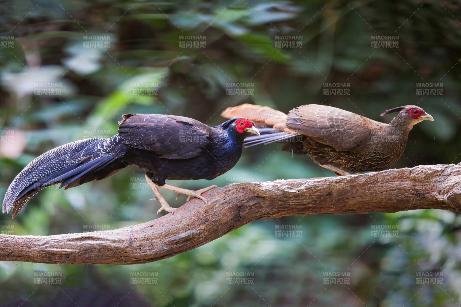 林间鸟儿栖枝头 黒鹇 国家一级保护动物图片