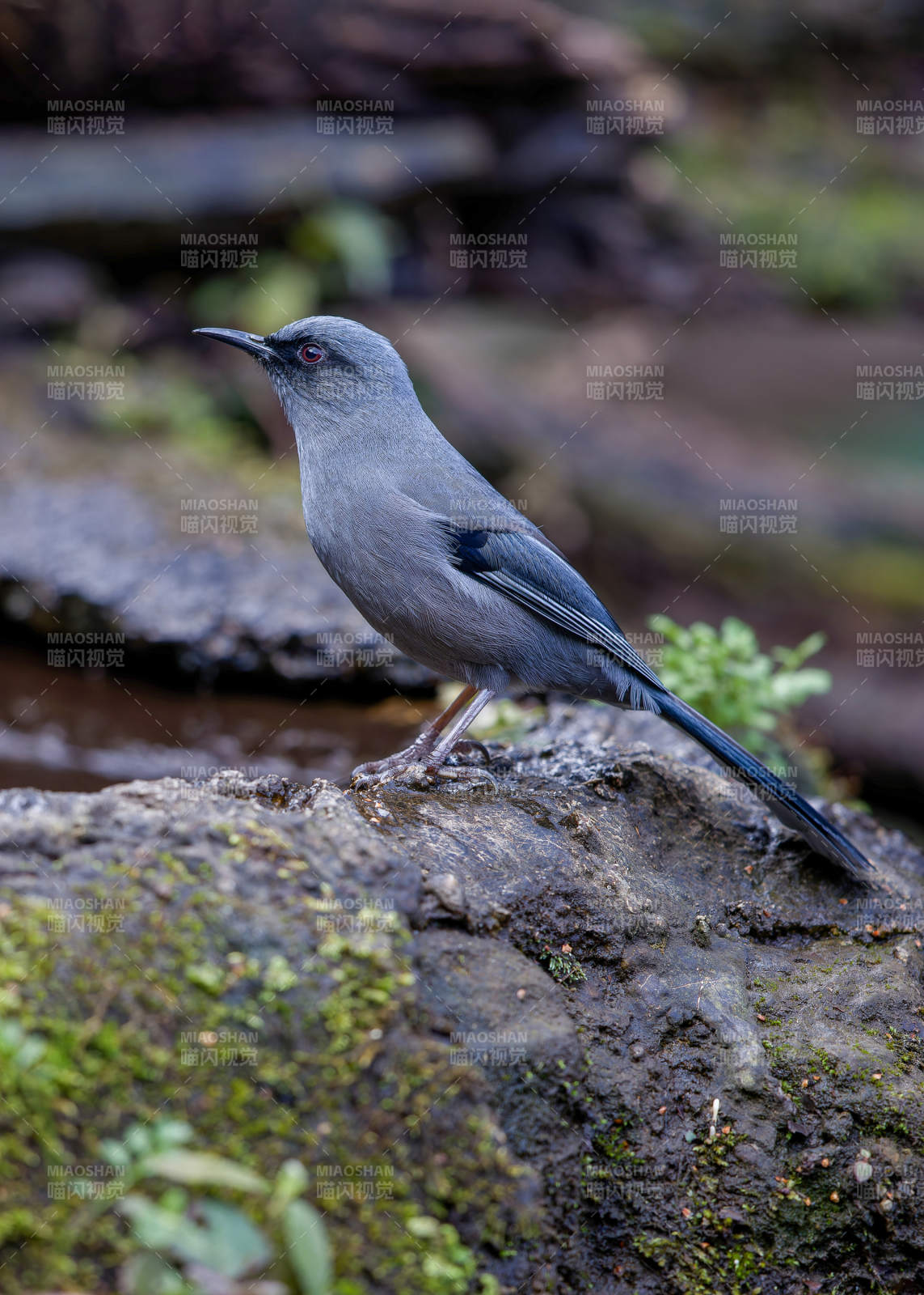 岩石上的灰鸟静立 丽色奇鹛，腾冲猴桥图片