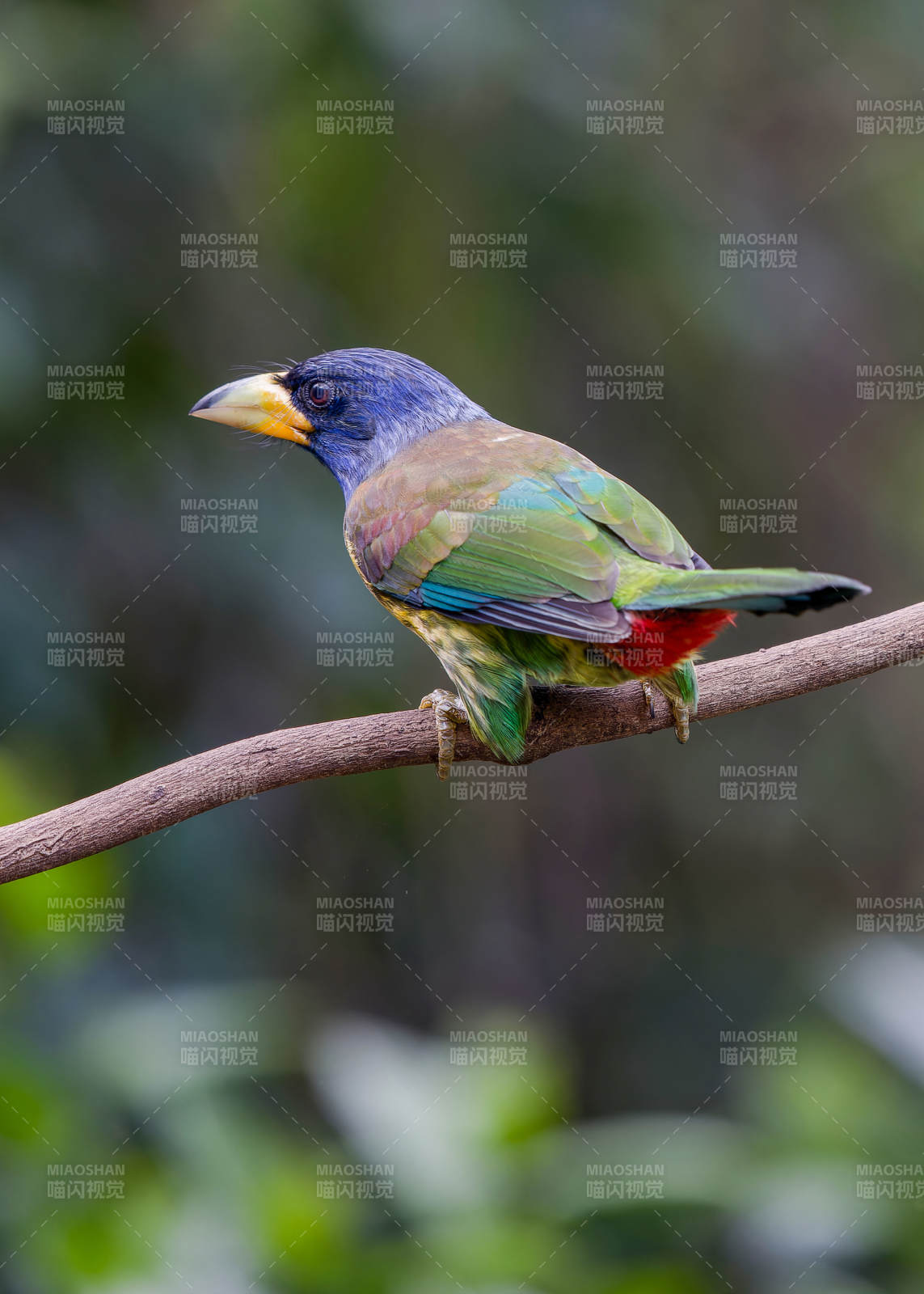 色彩斑斓的鸟儿栖枝头图片