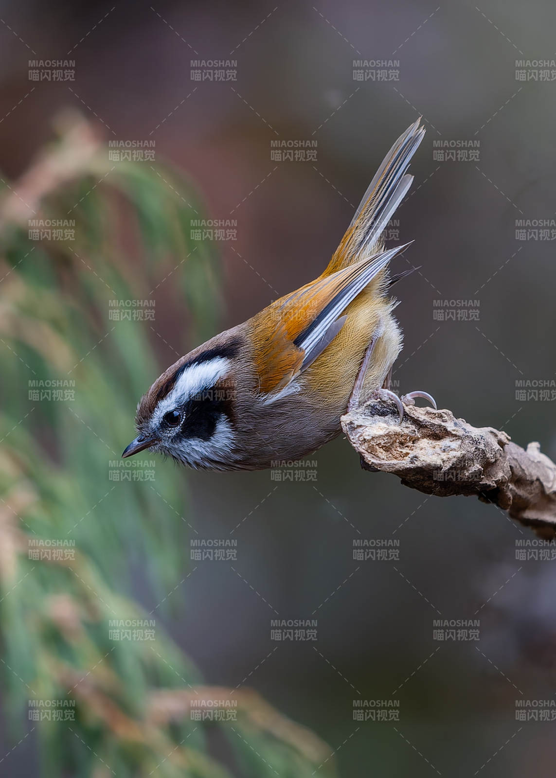 林间小鸟栖枝头图片