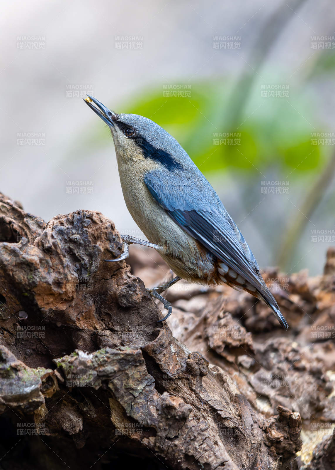 树雀栖息于枯木之上图片