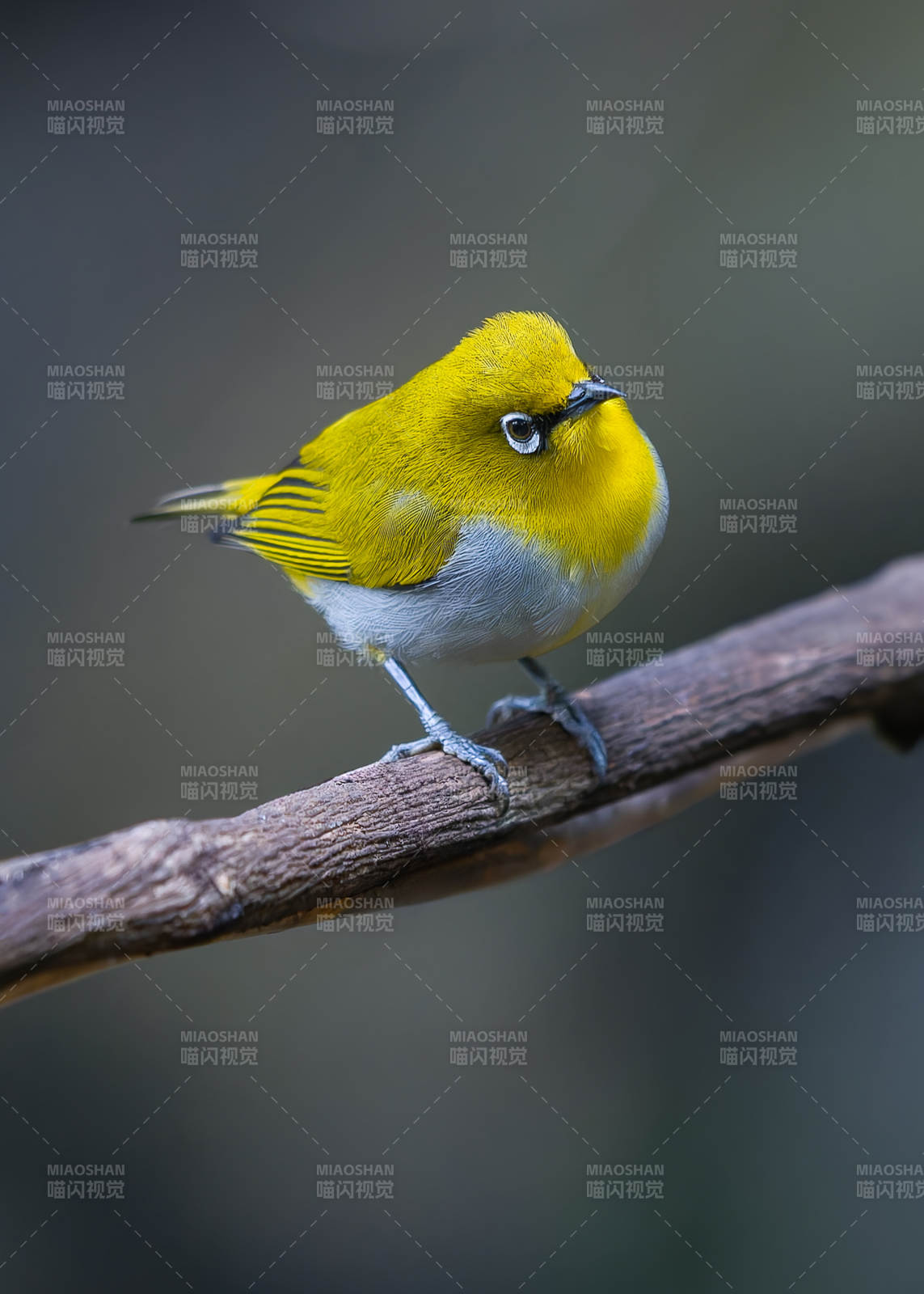 黄腹绣眼鸟栖息枝头图片