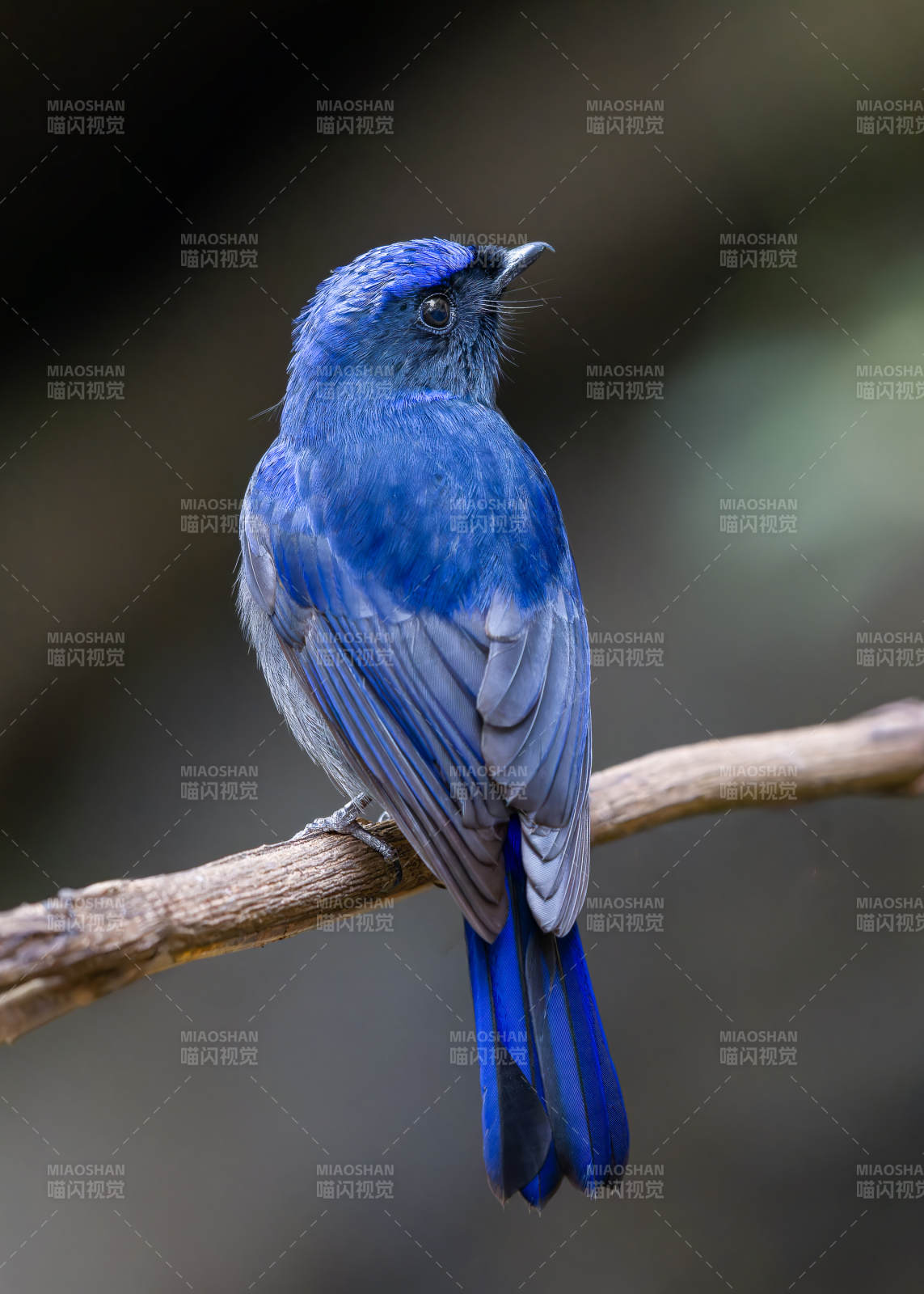 蓝羽鸟栖枝头静谧景图片