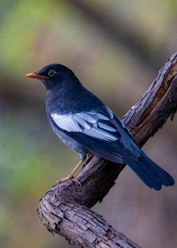 枝头栖息的灰翅鸫鸟图片
