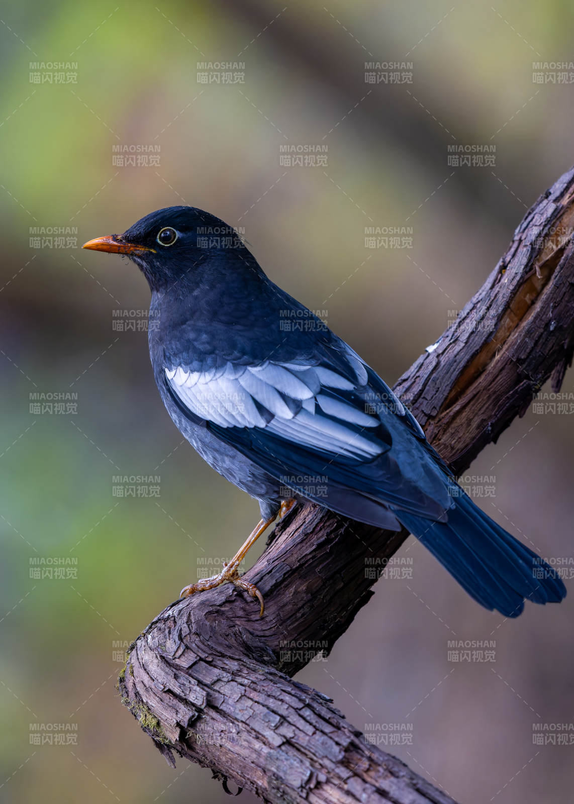 枝头栖息的灰翅鸫鸟图片
