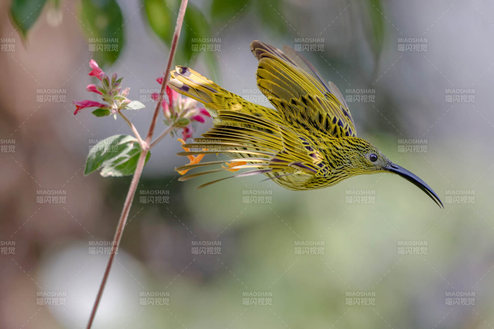 花间飞舞的纹背捕蛛鸟图片