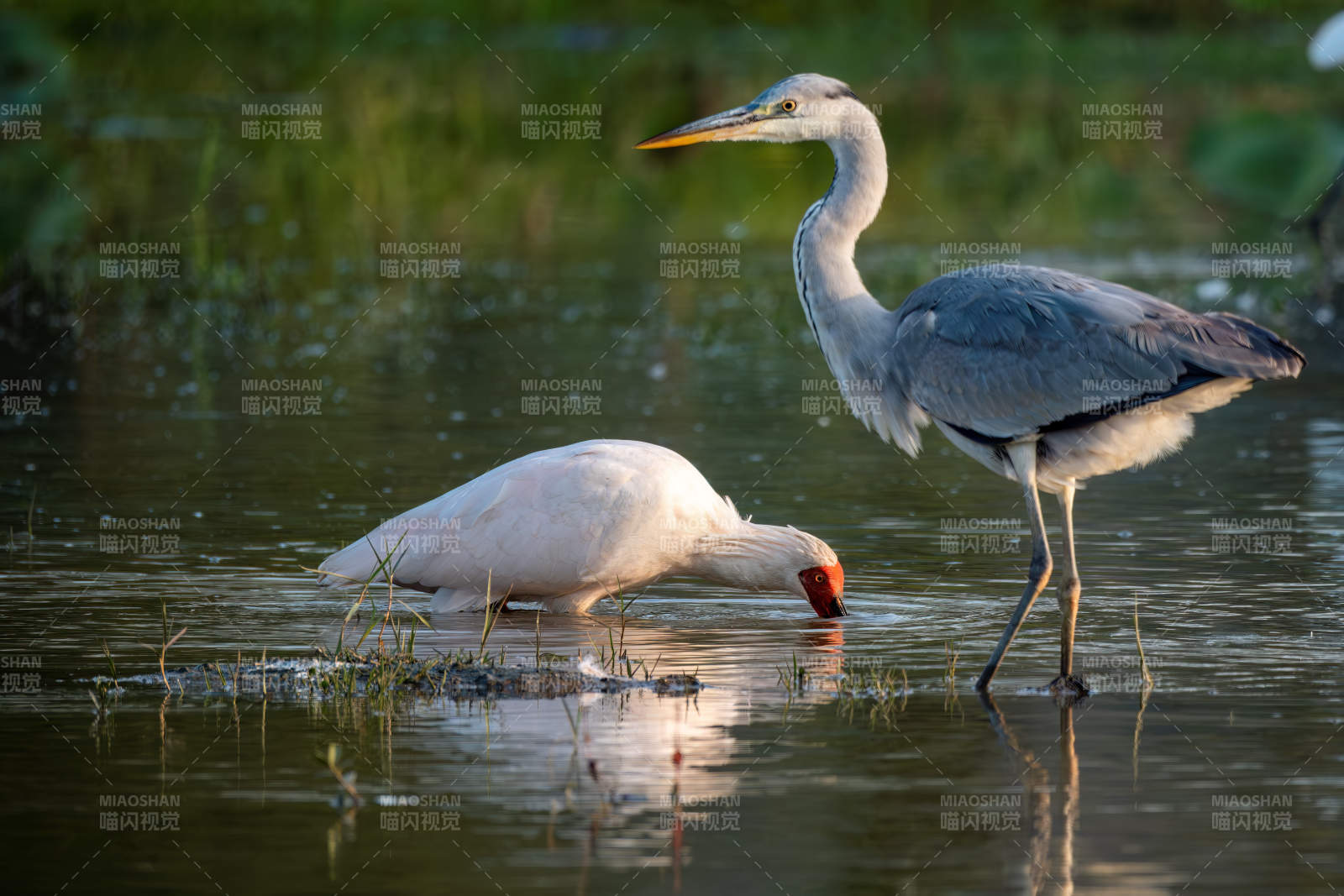 水边苍鹭觅食图图片