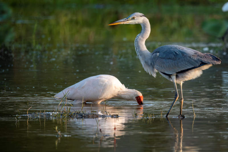 水边苍鹭觅食图图片