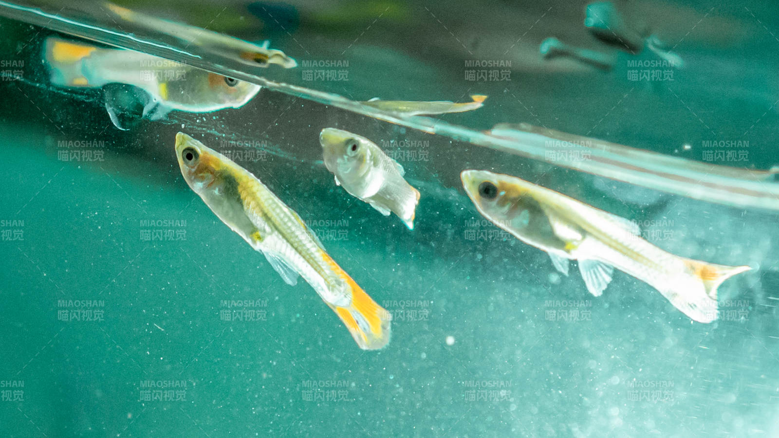 水族箱中的小鱼游动图片