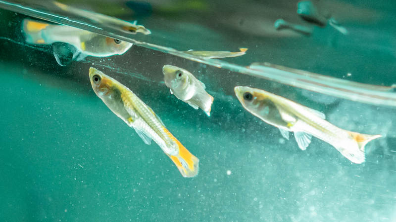 水族箱中的小鱼游动图片