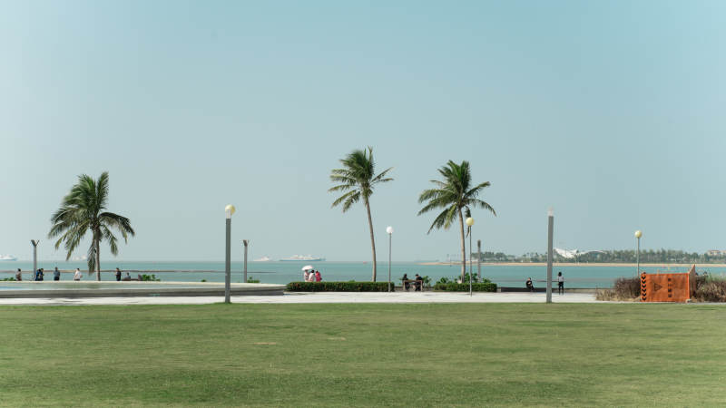 海口与椰树风光图片