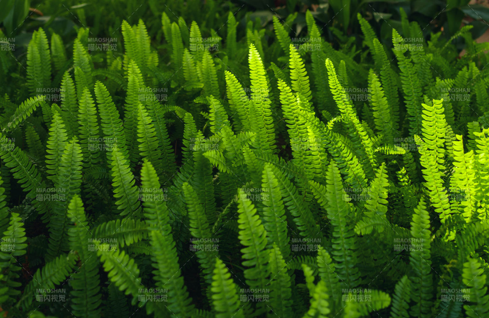 翠绿蕨叶生机盎然图片
