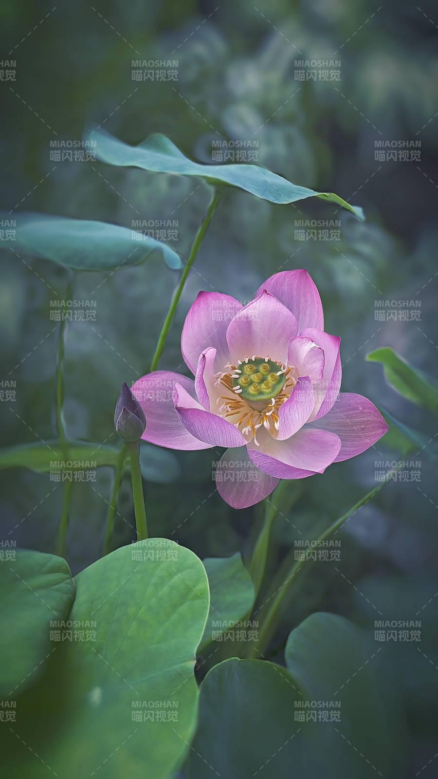 粉色莲花静谧绽放图片