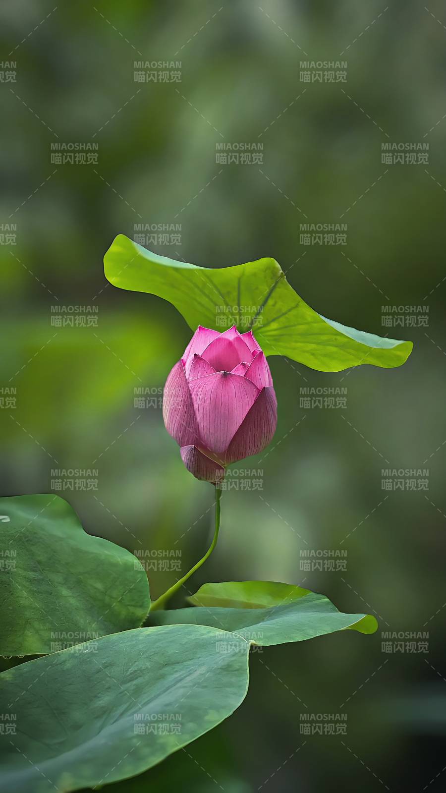 粉莲初绽绿叶间图片