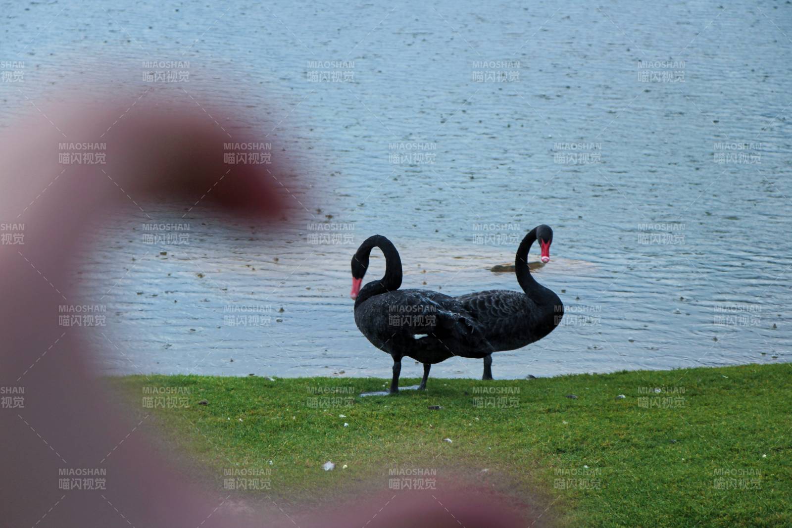 湖畔黑天鹅 宁静相伴图片