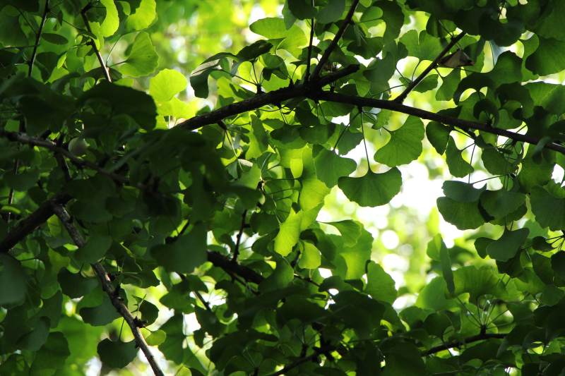 绿叶光影 自然之美图片