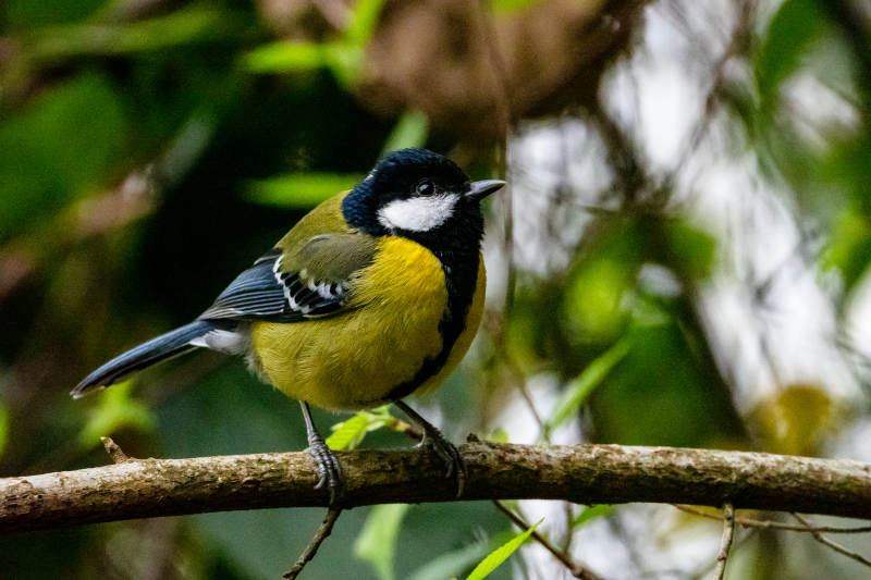 绿背山雀栖息枝头图片