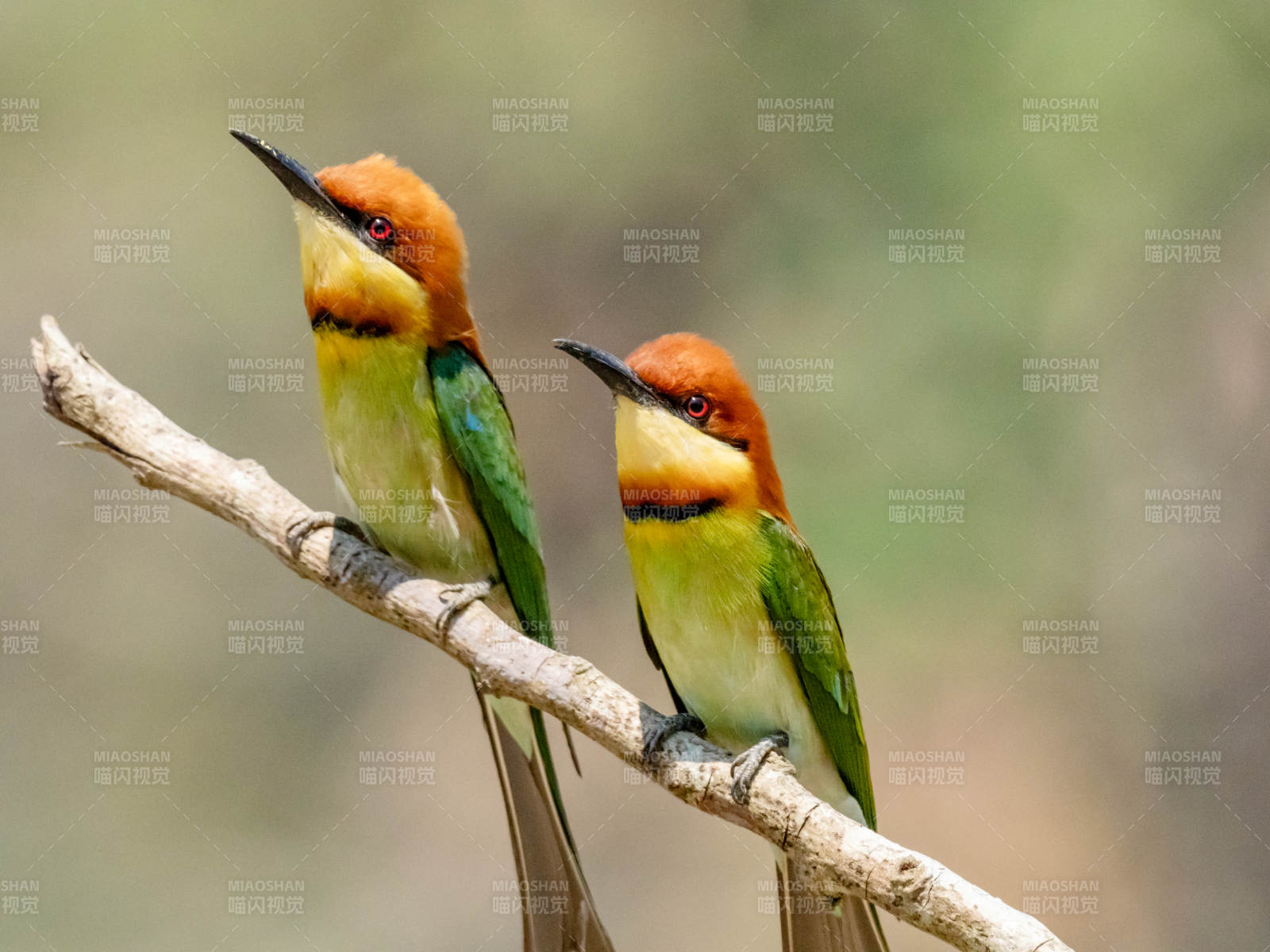 两只蜂虎鸟栖息枝头图片