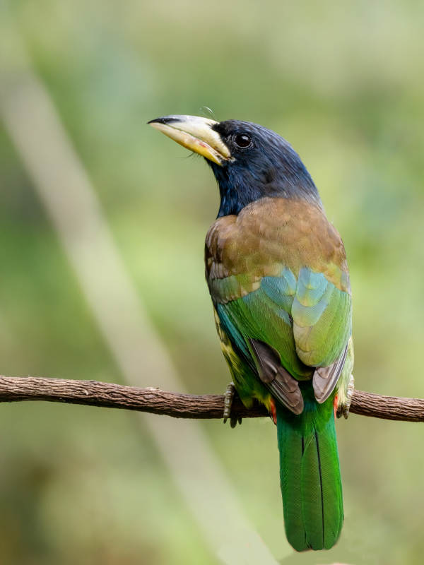 大拟啄木鸟栖枝上图片