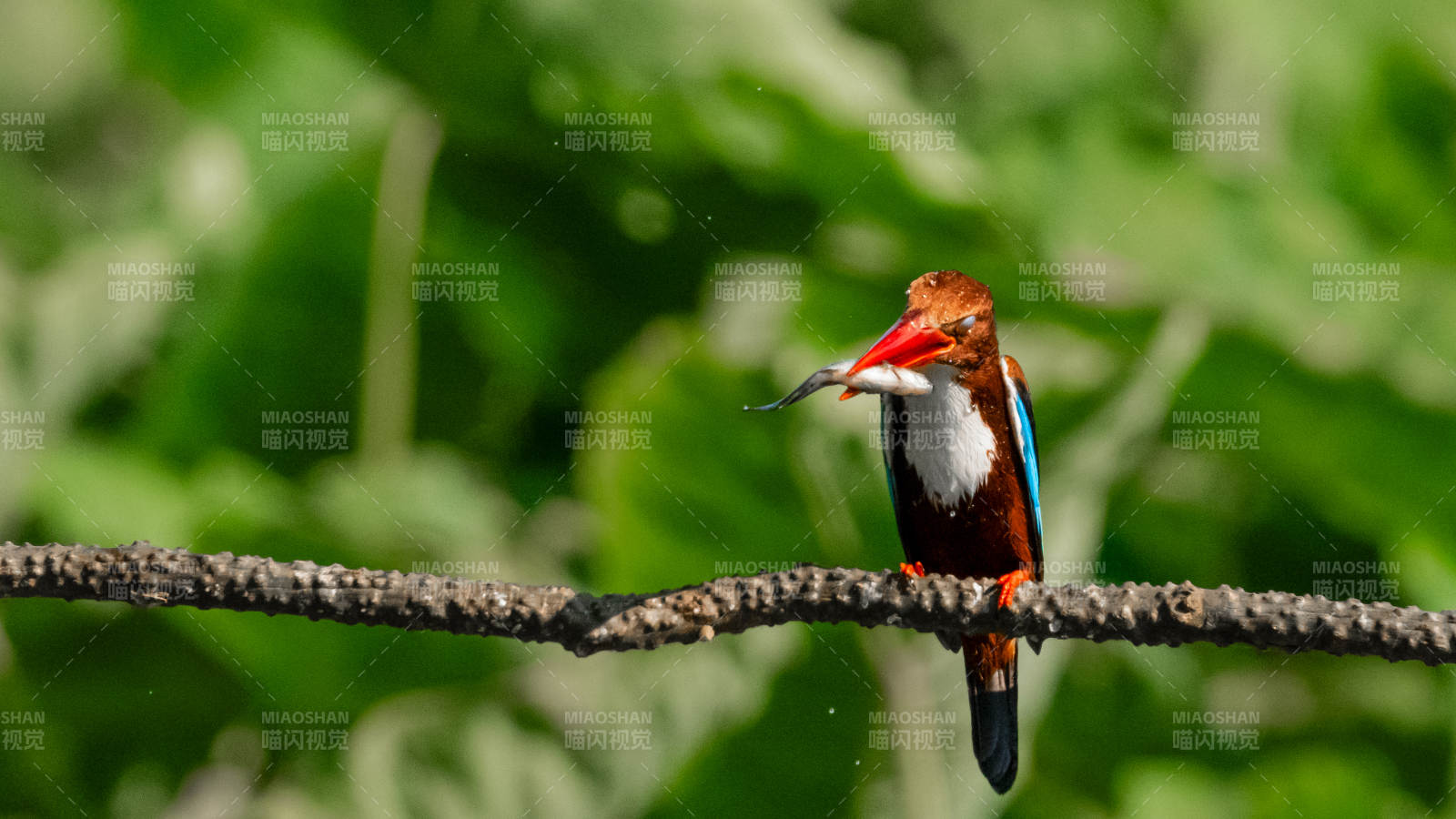 白胸翡翠捕食瞬间图片